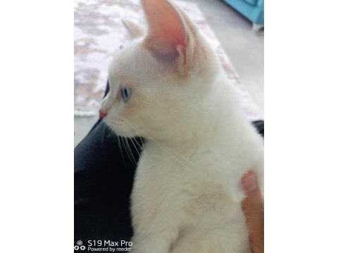 Acil british shorthair 3.5 aylık