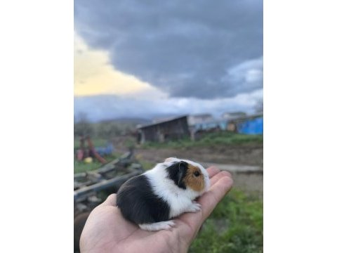 Yavru guinepigler