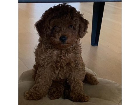 O bir prenses poodle