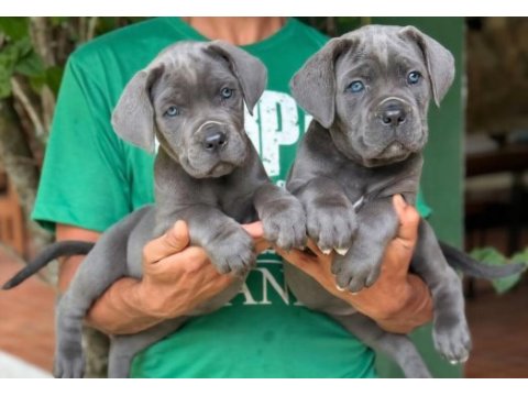 Üst kalite aşılı cane corso yavrular