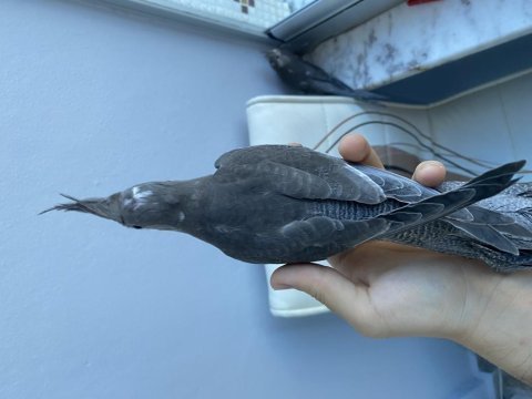 Wf bebek sultan papağanlar