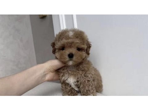Toy poodle bebişler