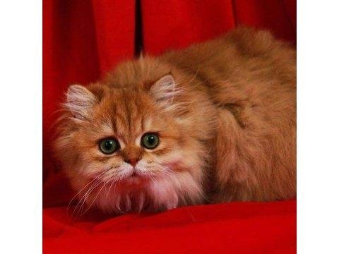 Şampiyonlar ligi blh by11 (direk cy) british longhair