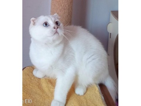 Scottish fold erkekler