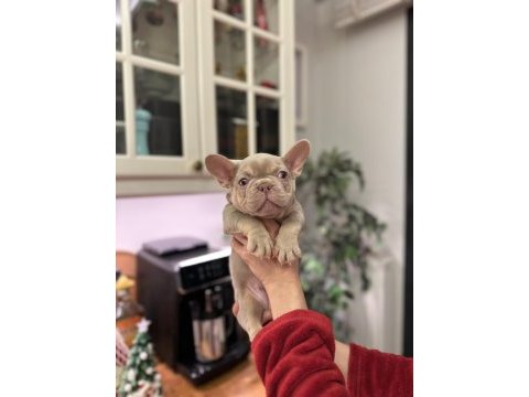 Show kalite egzotik fransız bulldog