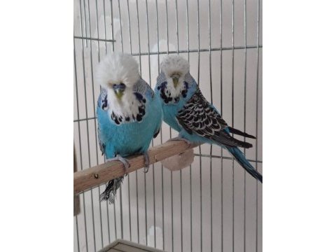 Damızlık show jumbo muhabbet kuşumuz