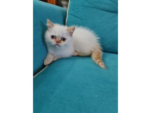 Dişi yavru exotic shorthair