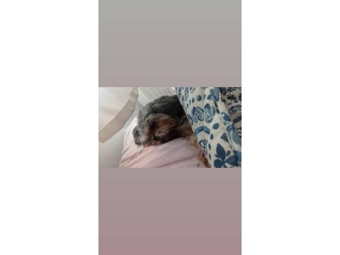Shih tzu köpeğimiz oscar yeni yuva arıyor