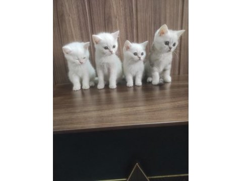 British shorthair bebeklerim