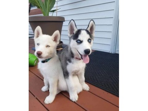 Show clas sibirya kurdu husky yavrular 2 erkek dişi