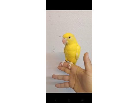 Sarışeker pakistan papağanı bebek