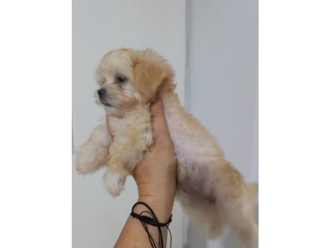 Antalyadan 0 numara safkan maltese terrier yavruları
