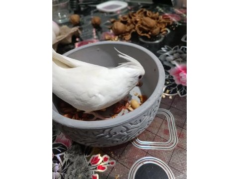 Kırmızı göz albino sultan papağanı 5 6 aylık