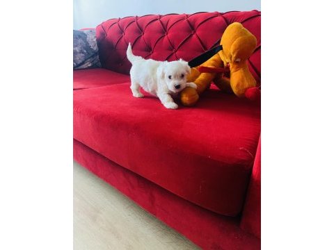 Maltese terrier xs teacup oyuncu yumurcaklarım