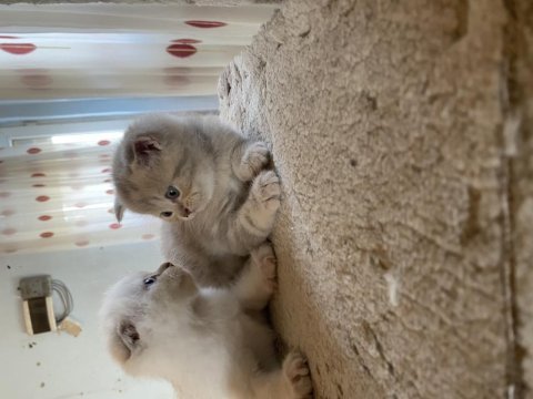 Dişi scottish fold boncuklar
