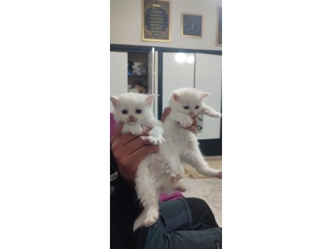 British shorthair ücretli 81 şehire gönderim