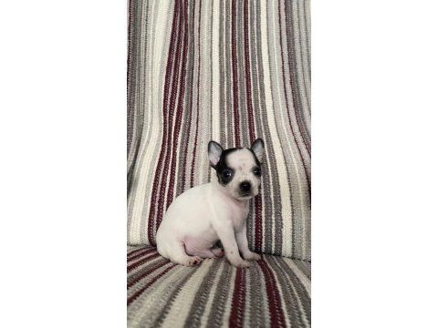 Kilo garantili teacup chihuahua yavruları