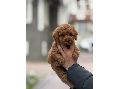 Safkan kore kan toy poodle bebeklerimiz
