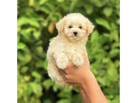 Irk ve sağlık garantili orjinal maltipoo yavrular