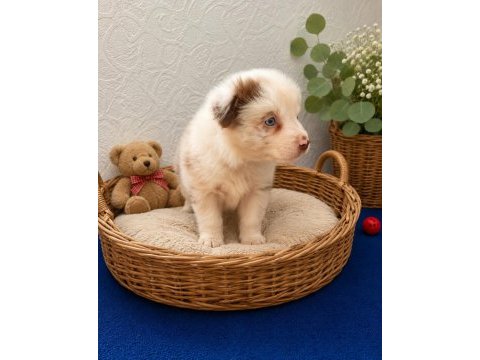 Zeka küpü border collie yavruları