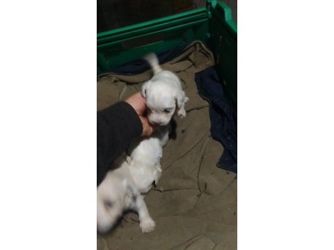 Terrier maltese bebek