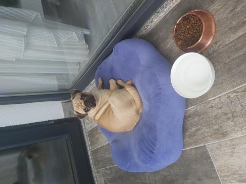 Pug elden teslim