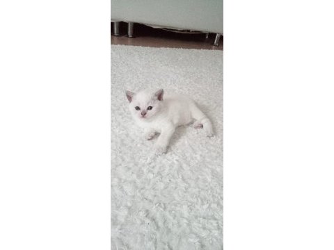 Yavru british shorthair
