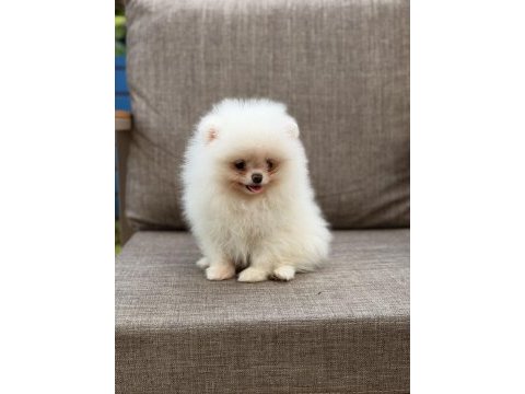 Pomeranian boo köpeğimiz orjinal