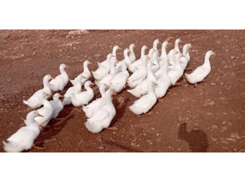 Beyaz pekin ördeği