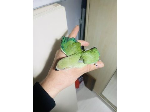 Çok güzel ve sağlıklı ele alıştırmalık kuşlar
