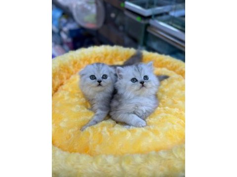 Orijinal british shorthair bebeklerimiz