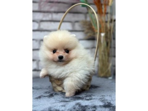 Pomeranian boo