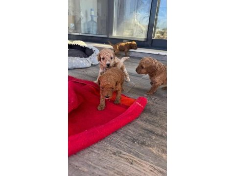 2 aylık toy poodle yavruları