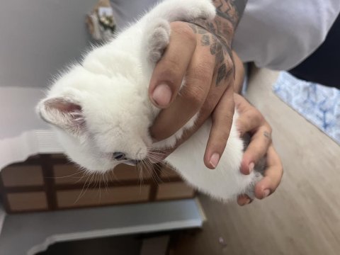 Safkan british shorthair bluepoint yavrularımız
