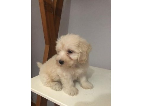 Maltipoo 2 aylık