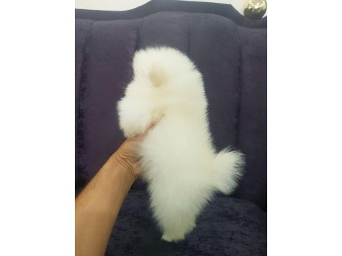 Pomeranian dişi ve erkek mevcuttur