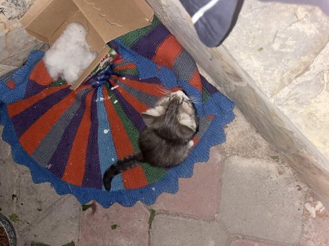 Annesiz iki tane yavru kedi