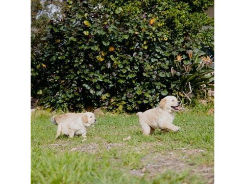 Golden retriever safkan