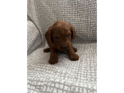 Harika poodle yakışıklılar