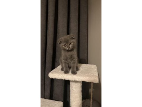 British shorthair ve scottish fold yavru kediler