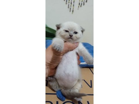 Güzel dişi scottish fold yavrum