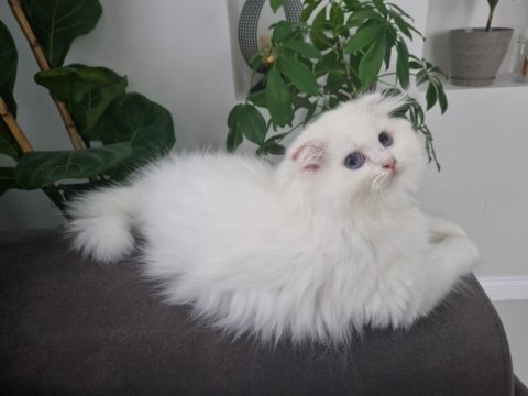 Yavru scottish fold