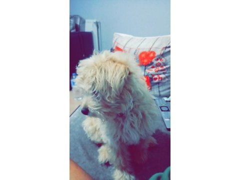3 aylık maltipoo terrier dişi