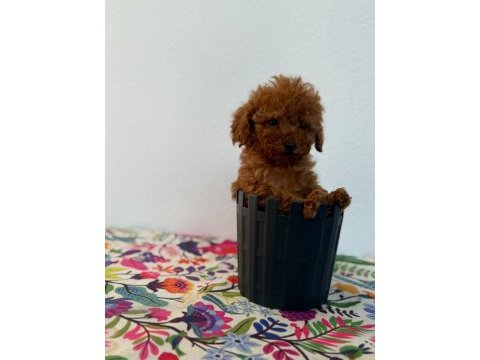 A scrli̇ ev üreti̇mi̇ toy poodle yavrularimiz