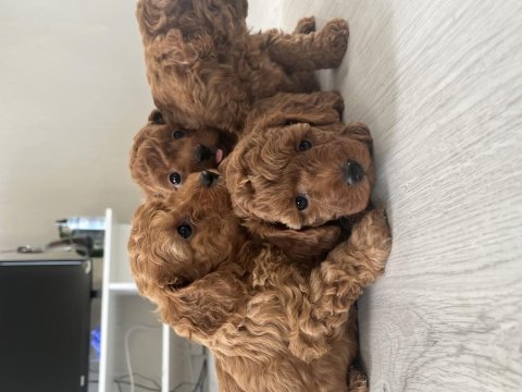 Teslime hazır poodle bebeklerimiz