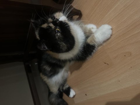 Şecereli calico exotic shorthair dişi