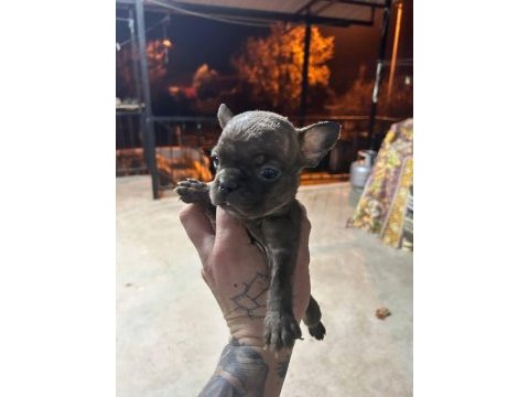 Güzeller güzeli french bulldog bebeklerimiz