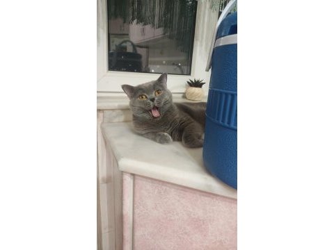 British shorthair yetişkin