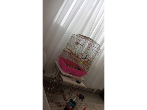 Yavru mutasyon renk erkek sultan papağanı