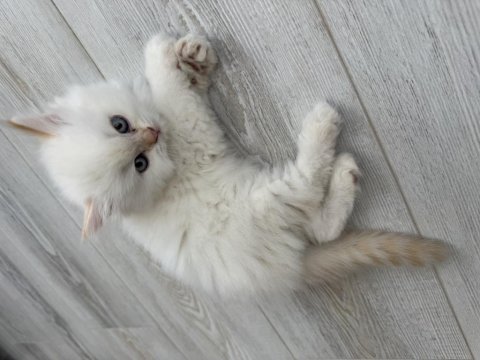 Sevimli yavru british longhair